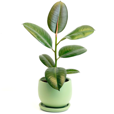Kauçuk - Ficus Elastica Robusta -Curvy Yeşil Saksılı- 40-60cm - 1