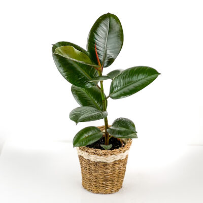 Kauçuk - Ficus Elastica Robusta -Lanesse Beyaz Hasır Saksılı- 40-60cm - 1