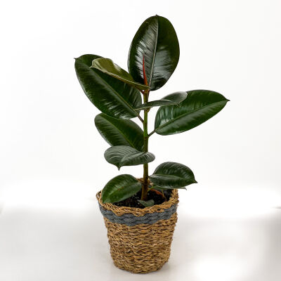 Kauçuk - Ficus Elastica Robusta -Lanesse Gri Hasır Saksılı- 40-60cm - 1