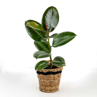 Kauçuk - Ficus Elastica Robusta -Lanesse Siyah Hasır Saksılı- 40-60cm - 1