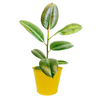 Kauçuk - Ficus Elastica Robusta Sarı Dekoratif Saksılı - 40-60cm - 1