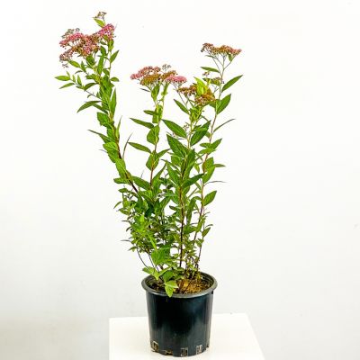Keçi Sakalı Pembe İspirya Çiçeği 60-70cm - 1