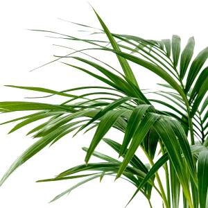Kentia Palmiyesi-Howea Forsteriana - Basic Hasır Saksılı 80-100 Cm - 2