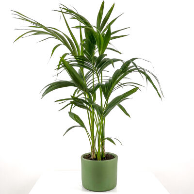 Kentia Palmiyesi-Howea Forsteriana - Ruby Yeşil Saksılı 80-100 Cm - 1