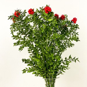 Kokina Yılbaşı Çiçeği Cam Vazolu - 2