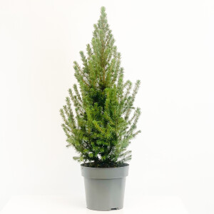 Konik Ladin - Picea Glauca conica 60-80cm - 1