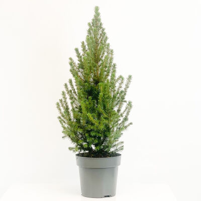 Konik Ladin - Picea Glauca conica 60-80cm - 1