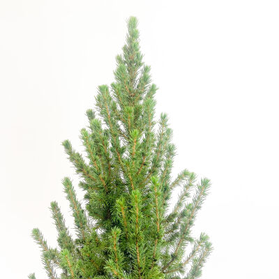 Konik Ladin - Picea Glauca conica 60-80cm - 2