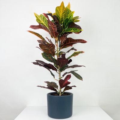 Kraton Excellent-Codiaeum variegatum Excellent 60-70 Cm- Ruby Antrasit Saksılı