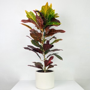 Fidan Burada - Kraton Excellent-Codiaeum variegatum Excellent 60-70 Cm- Ruby Beyaz Saksılı