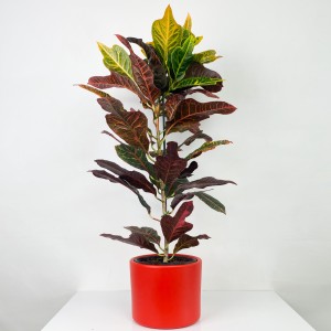 Fidan Burada - Kraton Excellent-Codiaeum variegatum Excellent 60-70 Cm- Ruby Kırmızı Saksılı