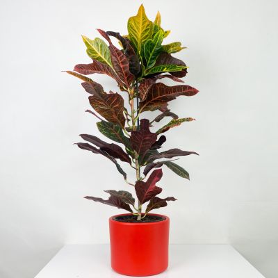 Kraton Excellent-Codiaeum variegatum Excellent 60-70 Cm- Ruby Kırmızı Saksılı - 1