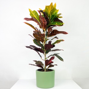 Fidan Burada - Kraton Excellent-Codiaeum variegatum Excellent 60-70 Cm- Ruby Mint Yeşili Saksılı