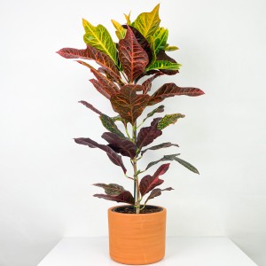 Fidan Burada - Kraton Excellent-Codiaeum variegatum Excellent 60-70 Cm- Ruby Terra Cotta Saksılı