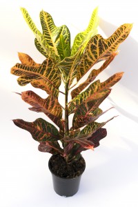 Kraton Excellent-Codiaeum variegatum Excellent 60-70 Cm - Fidan Burada