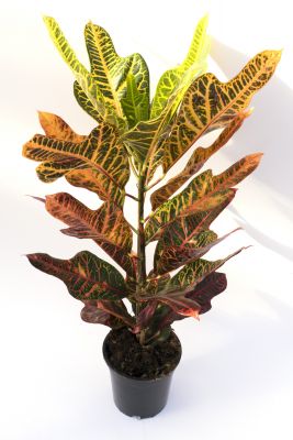 Kraton Excellent-Codiaeum variegatum Excellent 60-70 Cm - 1