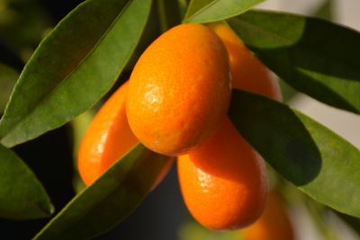 Kumkuat- Kamkat - Üzeri Meyveli (Citrus Fortunella Margarita) 50 Cm - 5
