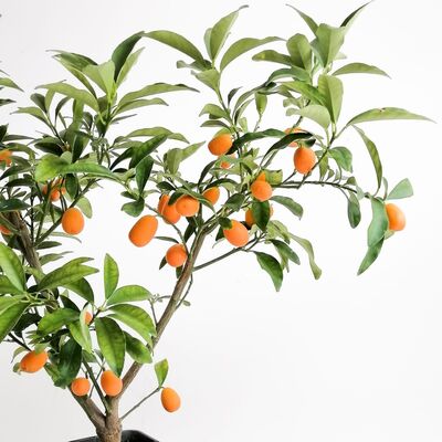 Kumkuat- Kamkat - Üzeri Meyveli (Citrus Fortunella Margarita) 50 Cm - 3