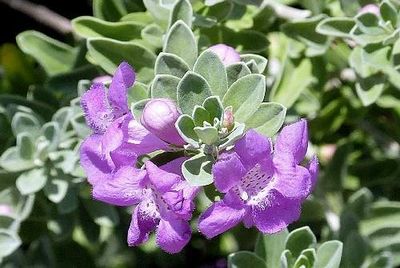 Leucophyllum Frutescens (Silver Green) Texas Sage-Texas Adaçayı XL - 4