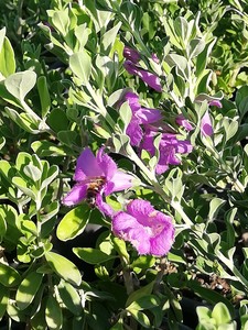 Leucophyllum Frutescens (Silver Green) Texas Sage-Texas Adaçayı XL - 6