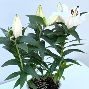 Lilyum (Lillium) Çiçeği Ruby Beyaz Saksılı - Thumbnail