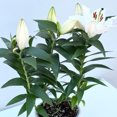 Lilyum (Lillium) Çiçeği Ruby Beyaz Saksılı