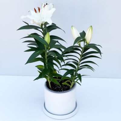 Lilyum (Lillium) Çiçeği Ruby Beyaz Saksılı