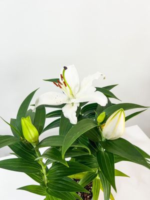 Lilyum (Lillium) Çiçeği - 2