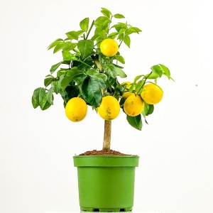 Fidan Burada - Limon Ağacı 50-60cm