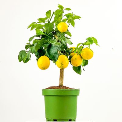 Limon Ağacı 50-60cm - 1