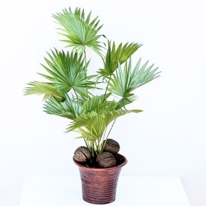 Fidan Burada - Livistona Rotundifolia Kahverengi Dekoratif Saksılı