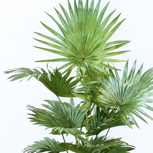 Livistona Rotundifolia-Salon Yelpazesi 80-100cm- Ruby Terra Cotta Saksılı - 2
