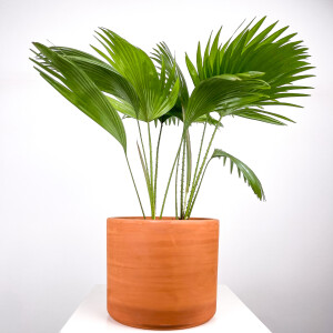 Livistona Rotundifolia-Salon Yelpazesi 80-100cm- Ruby Terra Cotta Saksılı - Fidan Burada