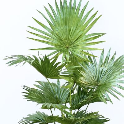 Livistona Rotundifolia-Salon Yelpazesi 80-100cm- Ruby Beyaz Saksılı - 2