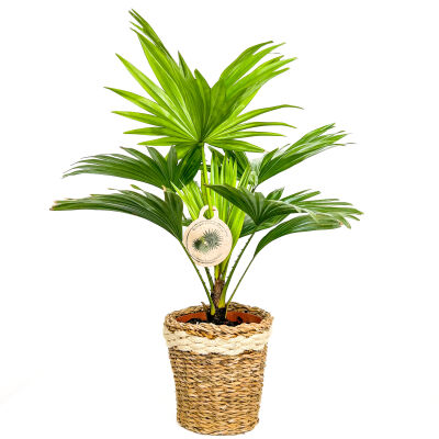 Livistona Rotundifolia-Salon Yelpazesi Lanesse Beyaz Hasır Saksılı - 1