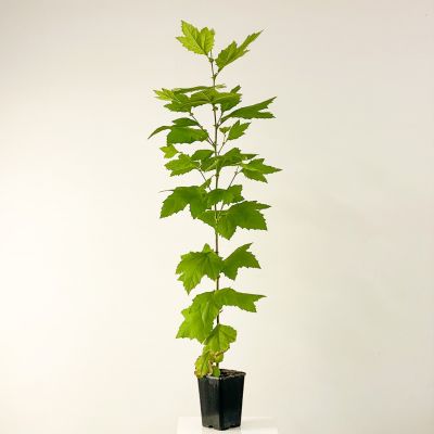 Londra Çınarı Platanus Acerifolia 120-140cm - 1