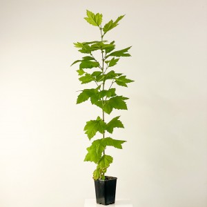 Londra Çınarı Platanus Acerifolia 120-140cm - Fidan Burada