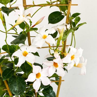 Mandevilla Çiçeği - Mandevilla Apocynaceae Kafes Beyaz - 2