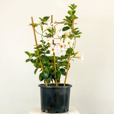 Mandevilla Çiçeği - Mandevilla Apocynaceae Kafes Beyaz - 1