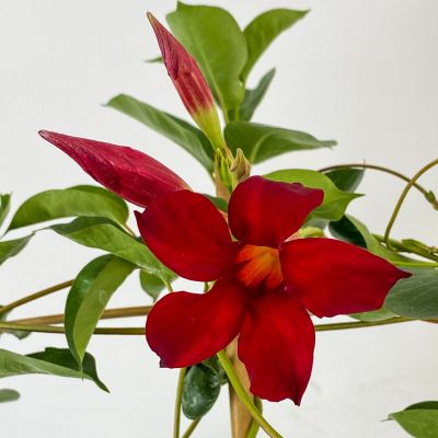 Mandevilla Çiçeği - Mandevilla Apocynaceae Kafes Kırmızı - 2