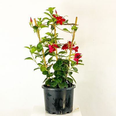 Mandevilla Çiçeği - Mandevilla Apocynaceae Kafes Kırmızı - 1