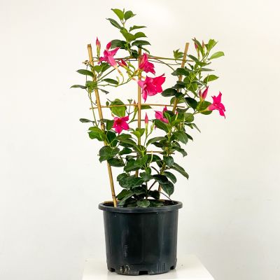Mandevilla Çiçeği - Mandevilla Apocynaceae Kafes Pembe - 1
