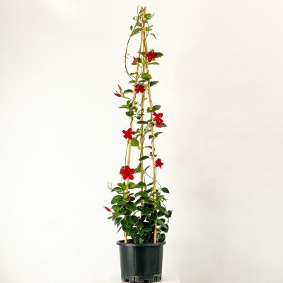 Mandevilla Çiçeği - Mandevilla Apocynaceae Kırmızı Piramit - 1