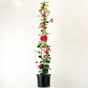 Mandevilla Çiçeği - Mandevilla Apocynaceae Pembe Piramit - 1