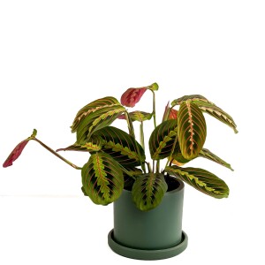 Maranta Fascinator Ruby Yeşil Saksılı Dua Çiçeği-İthal 40-50 cm - Fidan Burada