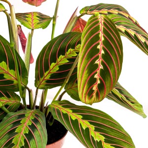 Maranta Fascinator Ruby Yeşil Saksılı Dua Çiçeği-İthal 40-50 cm - 4