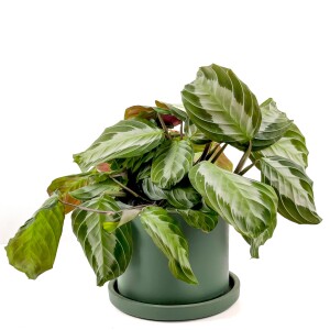 Maranta Leuconeura 'Silver Band' - Dua Çiçeği Ruby Yeşil Saksılı - İthal 30-40 cm - 1