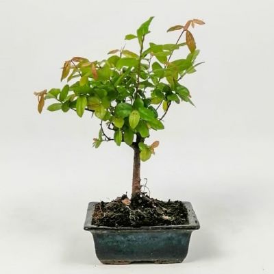 Mini Bonsai - Lacivert Kare Seramik Saksıda 25cm - 1