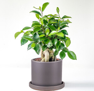 Mini Ficus Ginseng Bonsai Antrasit Ruby Saksılı - Fidan Burada