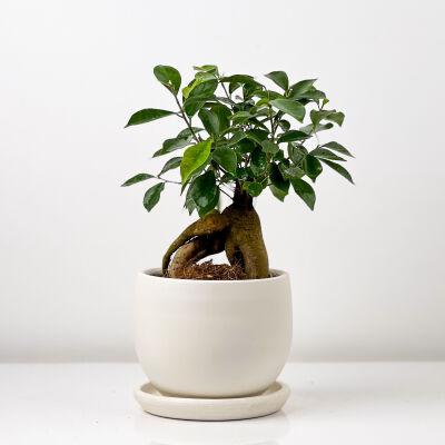 Mini Ficus Ginseng Bonsai Beyaz Curvy Saksılı - 1